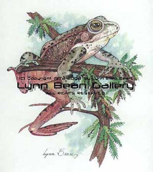 Red-legged Frog.