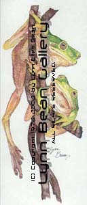 Tree Frogs.