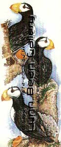 Puffins.