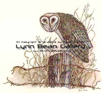 Barn Owl.