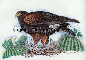 Harris Hawk.
