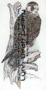 Peregrine Falcon.