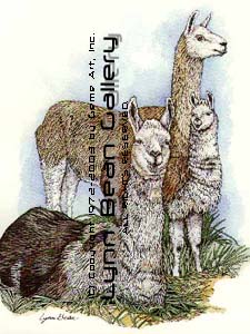 Llamas.