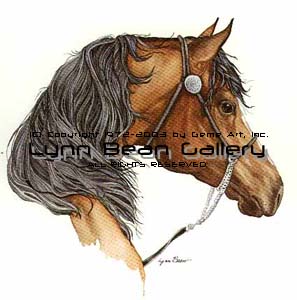 Horse - Brown Arabian, Head.