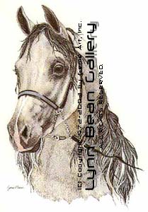 Horse - White Arabian, Head.