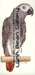 African Grey.