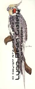 Cockatiel.