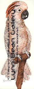 Cockatoo.