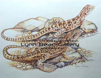 Leopard Lizards.