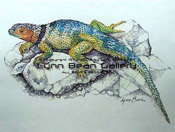 Spiny Lizard.