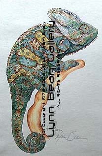 Veiled Chameleon.