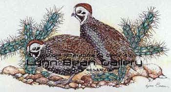 Mernes Quail.