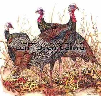 Turkeys.