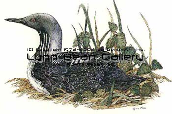 Arctic Loon.
