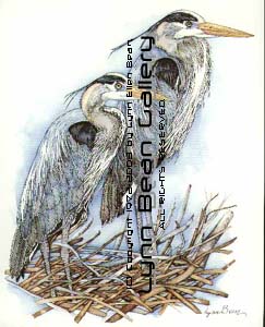 Blue Herons.