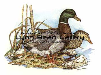 Mallards.