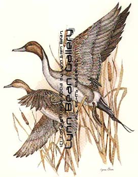 Pintails in Flight.