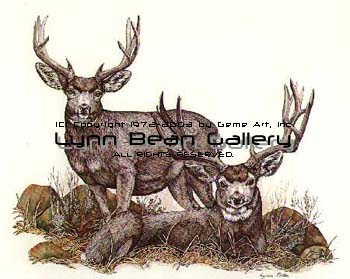 Mule Deer Pair.